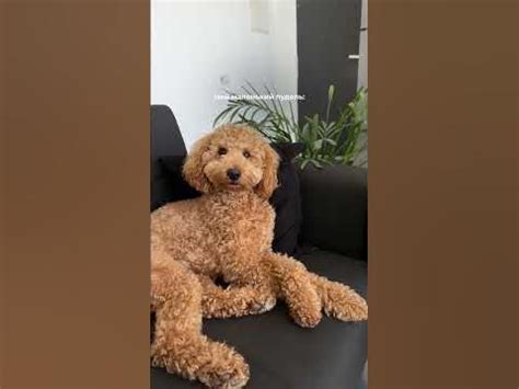 Жизнь с пуделем be like 😂 - YouTube