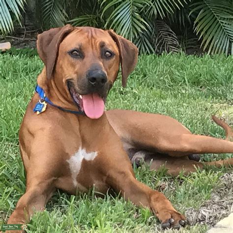 Stud Dog - Stud Rhodesian Ridgeback - Breed Your Dog