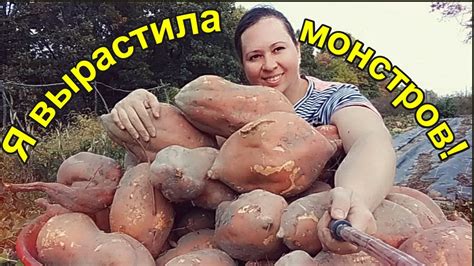 Как я вырастила огромный батат!!! - YouTube