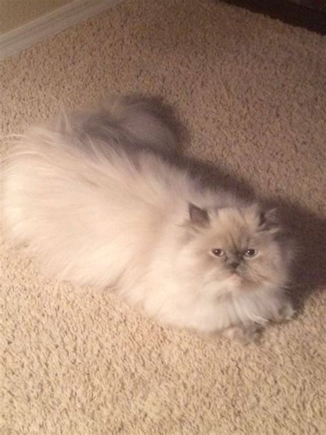 Teegan now | Harvest Hill Himalayans & Persians