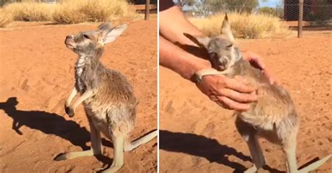 Kangaroo Baby Won’t Quit Hugging Rescuer’s Arms