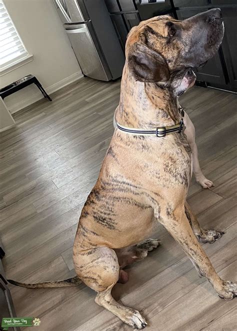 Beautiful brindle male Great Dane - Stud Dog in Texas, United States