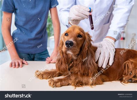 Blood test dogs : 777 images, photos et images vectorielles de stock ...