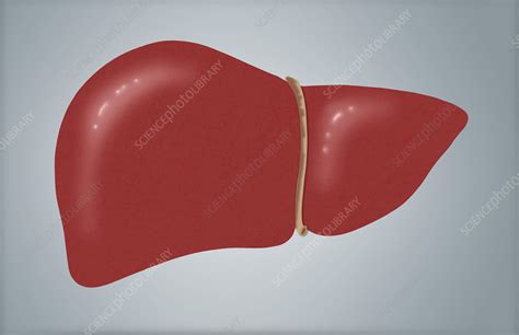 Illustration of Healthy Liver - Stock Image - C007/5664 - Science Photo ...