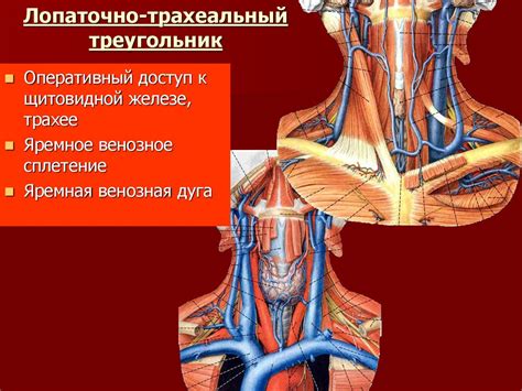 Общая миология. Мышцы головы и шеи - презентация онлайн