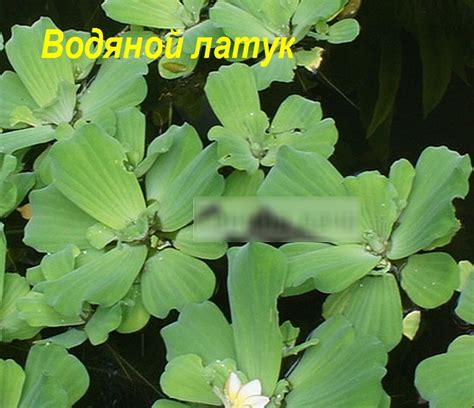 Семейство ароидные, комнатные растения: фото и названия, представители ...