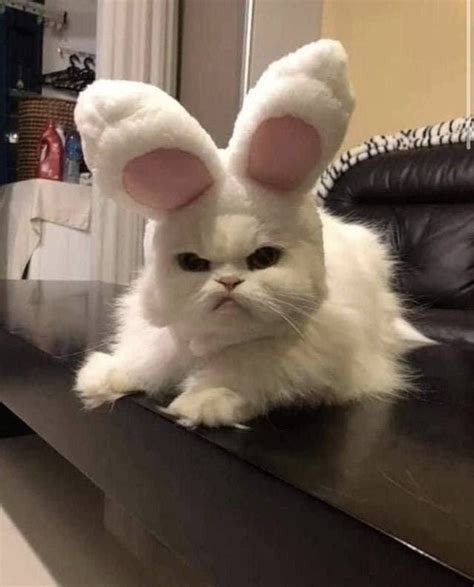 Создать мем "котики милые, кот, грустный котейка" - Картинки - Meme ...
