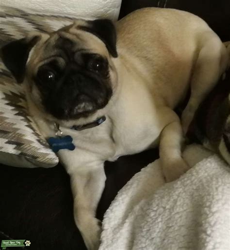 Purebred Pug from China NPA Registered - Stud Dog in CA, the United