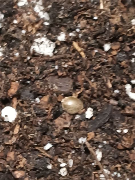 What Top Growers Know About ILGM Seeds That You Don't (And Need To!) Image 15