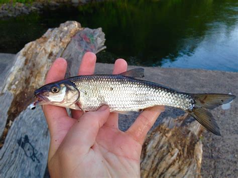 Species profiles | www.roughfish.com