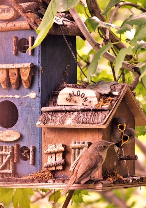 9 Funny Bird Nest Pictures You Need to See - Birds and Blooms