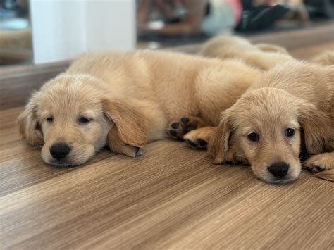 Golden Retriever Puppies- English Cream- Double Coat - The good shepherd kennel