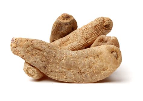 Gastrodia elata stock image. Image of potent, ingredients - 146645717