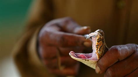 WHO gears up to solve the world’s antivenom crisis | News | Chemistry World