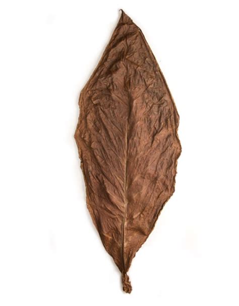 tobacco leaves  real grabba