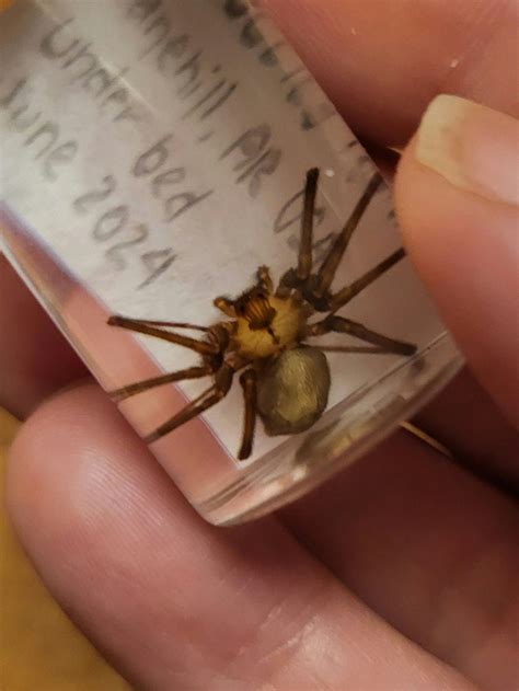 Brown Recluse loxosceles Reclusa, Wet Preserved Arthropod Specimen - Etsy