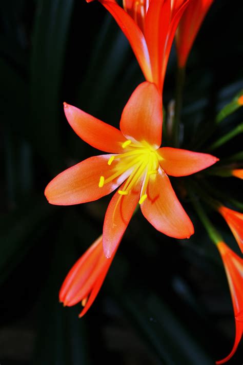 Clivia Flower Free Stock Photo - Public Domain Pictures