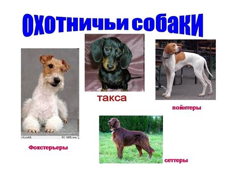 Какие бывают собаки - Презентации по биологии