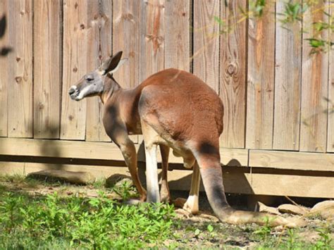 Macropus rufus / Red kangaroo in Catoctin Wildlife Preserve and Zoo