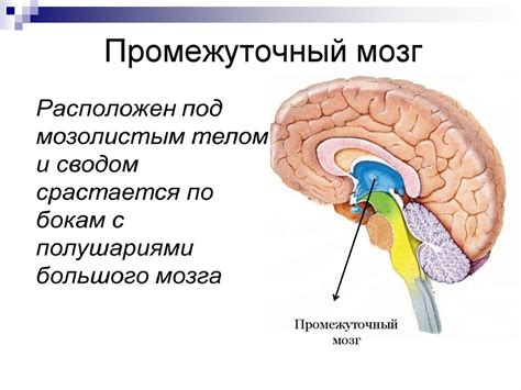 Строение и функции головного мозга - презентация онлайн