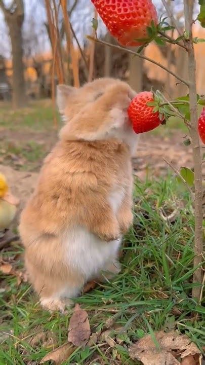 #заяц#еда #клубника #вгостяхуклайда #милота #рекомендации #shorts - YouTube