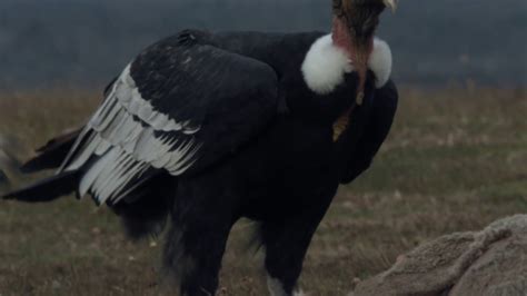 El Condor - KONDOR - YouTube