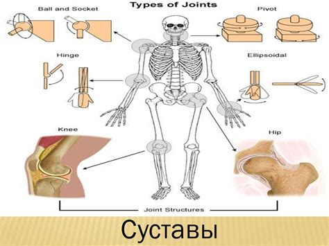 Строение суставов - презентация онлайн
