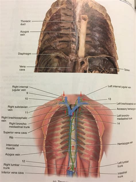 lymphatic vessels Diagram | Quizlet