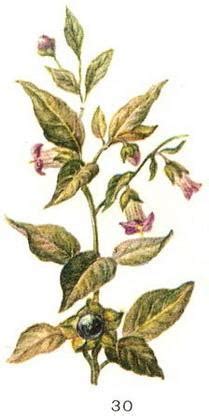 Красавка (белладонна) обыкновенная (Atropa belladonna L ...