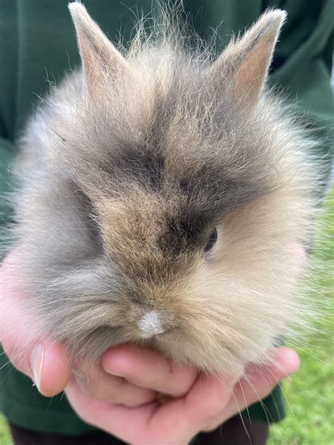 Lionhead Rabbit