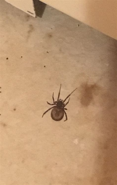 Upstate NY does not have black widows supposedly, so what is this
