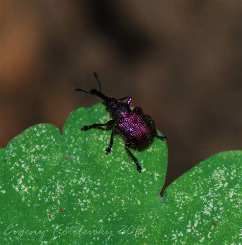 Казарка Rhynchites bacchus (Linnaeus, 1758) - автор фото Е.О.Котелевский