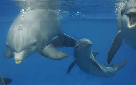 Nace un delfín en el Oceanogràfic en medio del confinamiento - Gaceta ...