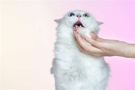 I spooked my cat :( : pics