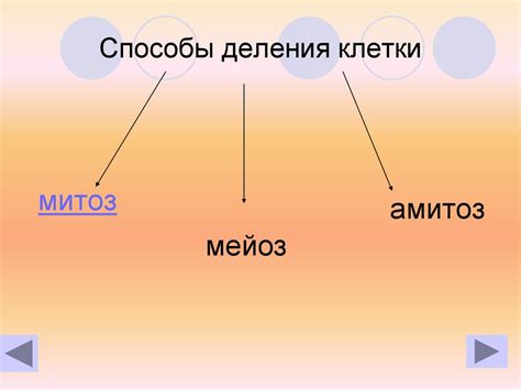 Деление клетки. Митоз - презентация онлайн