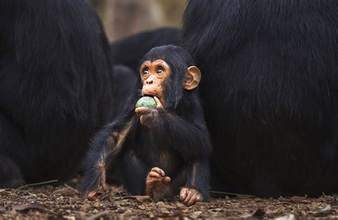 What gave some primates bigger brains? A fruit-filled diet | MPR News