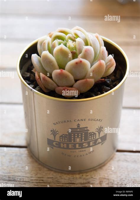 small pot  res stock photography  images alamy