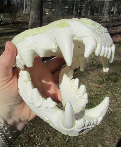 Hyena Teeth