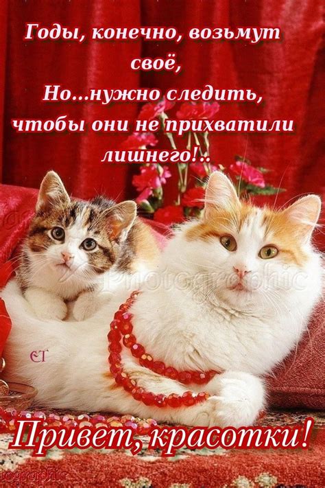 Пин на доске Доброе утро | Милые котики, Котята, Милые открытки