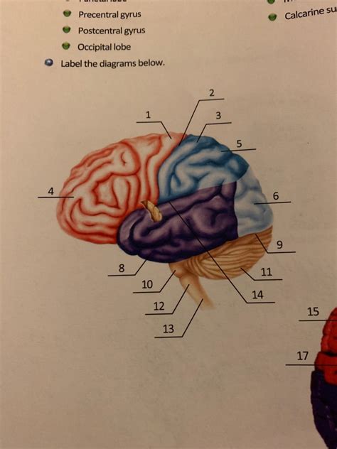 regions of brain Diagram | Quizlet