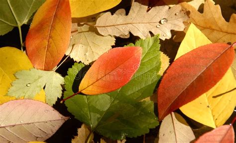 Cores Das Folhas De Outono - Cores do outono nas folhas imagem de stock. Imagem de macro - 6651133