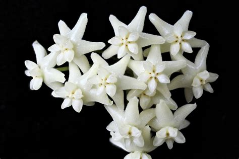 H. cagayanensis (Best Photos) | Vermont Hoyas