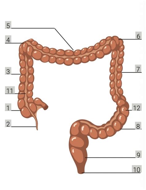 large intestinecolon diagram quizlet