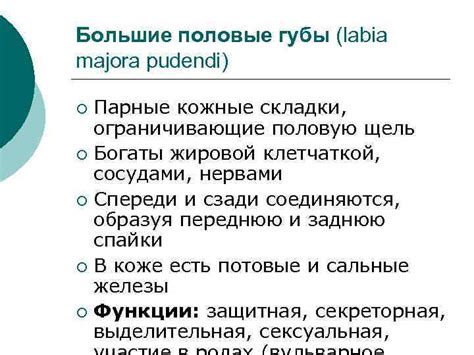 Анатомия и физиология половых органов женщины Половые