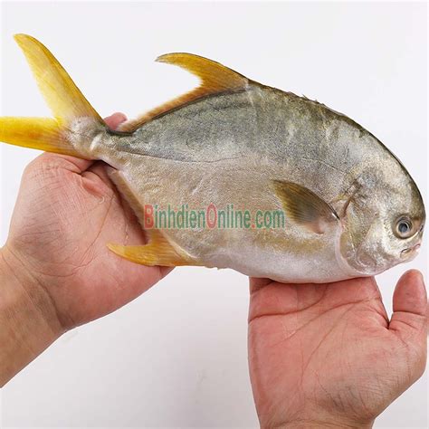 Cá chim vàng tươi sống, sản phẩm thiên nhiên