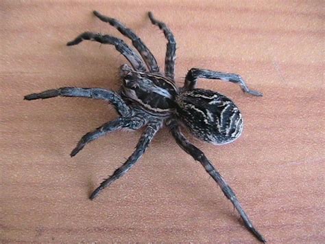 Lycosa narbonensis Tunisie