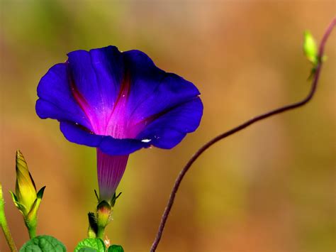 Blauwe Winde Bloem - Bloemen