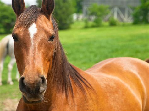 horse shits  person