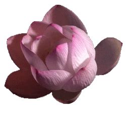 Discussão: Cantinho das Flores