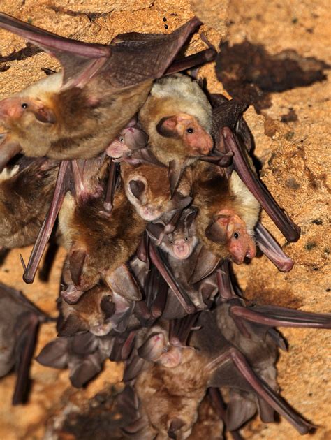 Genus Myotis - Vesper Bats — Coke Smith Wildlife